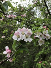 Malus