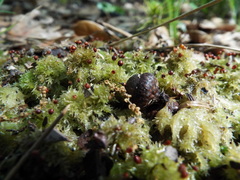 Sphagnum strictum