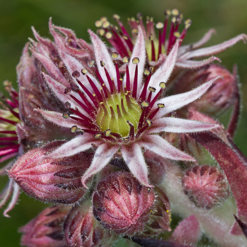 Sempervivum