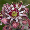 Sempervivum - Photo (c) Anne SORBES, some rights reserved (CC BY-NC-SA), uploaded by Anne SORBES