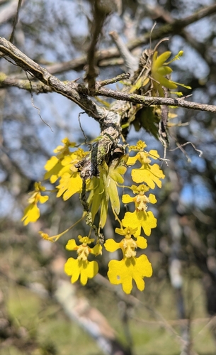 Erycina glossomystax, 2026-07-14