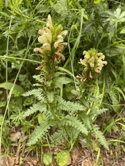 Pedicularis sibthorpii