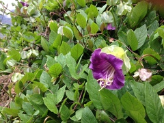 Cobaea scandens