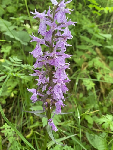Dactylorhiza urvilleana, photograph 6