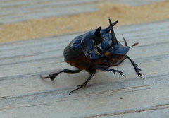 Onthophagus ferox