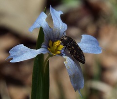 Acmaeodera tubulus