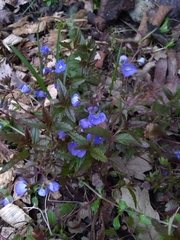 Veronica umbrosa