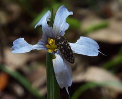 Acmaeodera tubulus