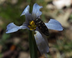 Acmaeodera tubulus