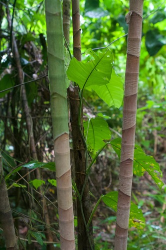 Dimerocostus strobilaceus