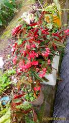 Begonia coccinea