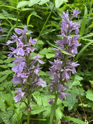 Dactylorhiza urvilleana, photograph 4
