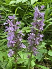 Dactylorhiza urvilleana, photograph (c) Наталья Пикалова, some rights reserved (CC BY)