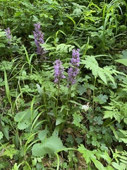 Dactylorhiza urvilleana, photograph (c) Наталья Пикалова, some rights reserved (CC BY)