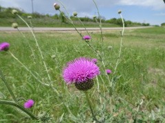 Cirsium texanum