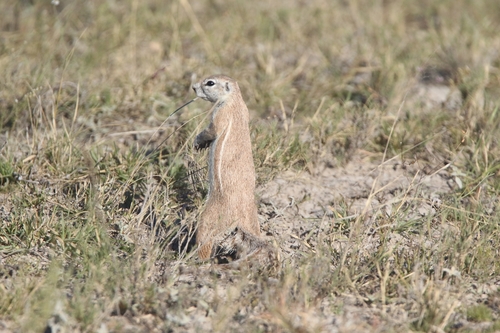 South African Ground Squirrel