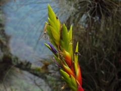 Tillandsia rodrigueziana