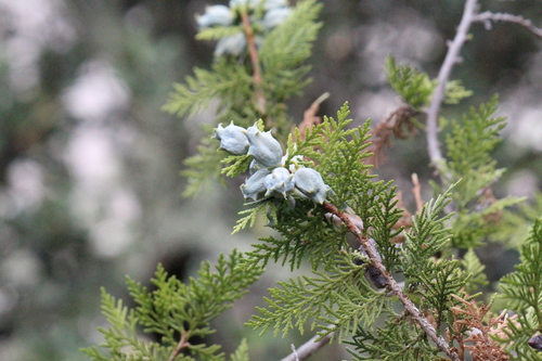 Platycladus orientalis, photograph 3