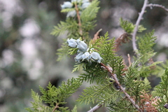 Platycladus orientalis, photograph (c) Adrien Nouailhane, some rights reserved (CC BY)