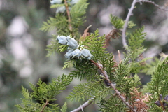 Platycladus orientalis, photograph (c) Adrien Nouailhane, some rights reserved (CC BY)