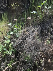 Monardella hypoleuca hypoleuca