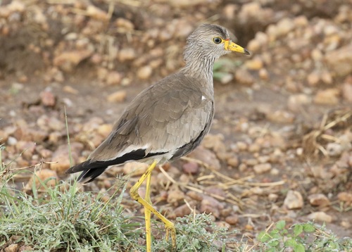 iNaturalist image