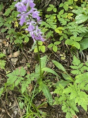Dactylorhiza urvilleana, photograph (c) Наталья Пикалова, some rights reserved (CC BY)