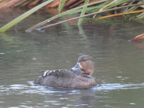 iNaturalist image