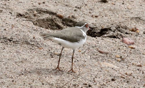iNaturalist image
