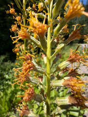 Rainiera stricta, photograph (c) Cody Hinchliff, some rights reserved (CC BY)
