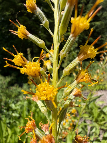 Rainiera stricta, photograph 4