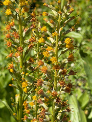 Rainiera stricta, photograph (c) Cody Hinchliff, some rights reserved (CC BY)