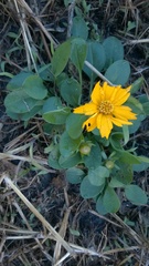 Coreopsis auriculata