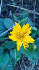 Coreopsis auriculata