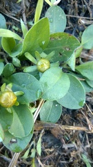Coreopsis auriculata
