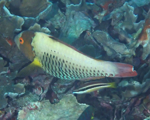 Spotted Parrotfish — seen at this dive site