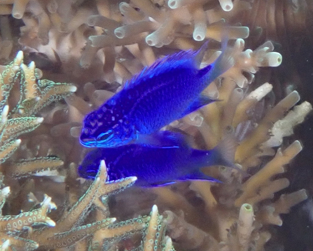 Springer's Damselfish