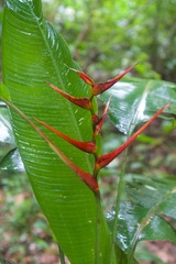 Heliconia latispatha image