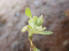 Psilocarphus tenellus