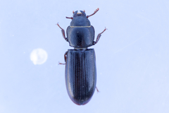 Tenebroides corticalis