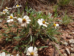 Melampodium leucanthum