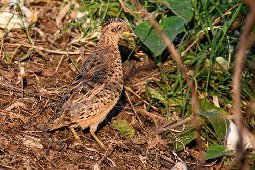 Red-backed Buttonquail (Turnix maculosus), photo 10