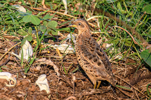 Red-backed Buttonquail (Turnix maculosus), photo 7