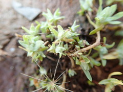 Psilocarphus tenellus