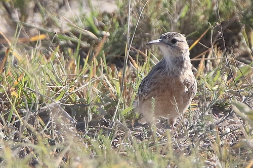 Makgadikgadi Spike-heeled Lark
