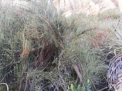 Ephedra americana