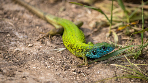 Green Lizard