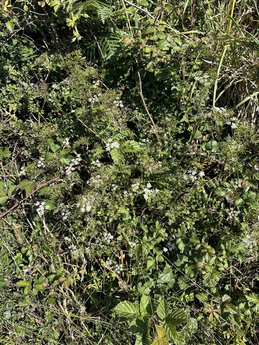 Chaerophyllum temulum, photograph 6