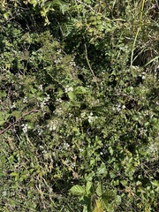 Chaerophyllum temulum, photograph author not stated, no rights reserved
