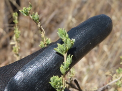 Baccharis pteronioides, photograph (c) Ulises Pinedo, some rights reserved (CC BY)